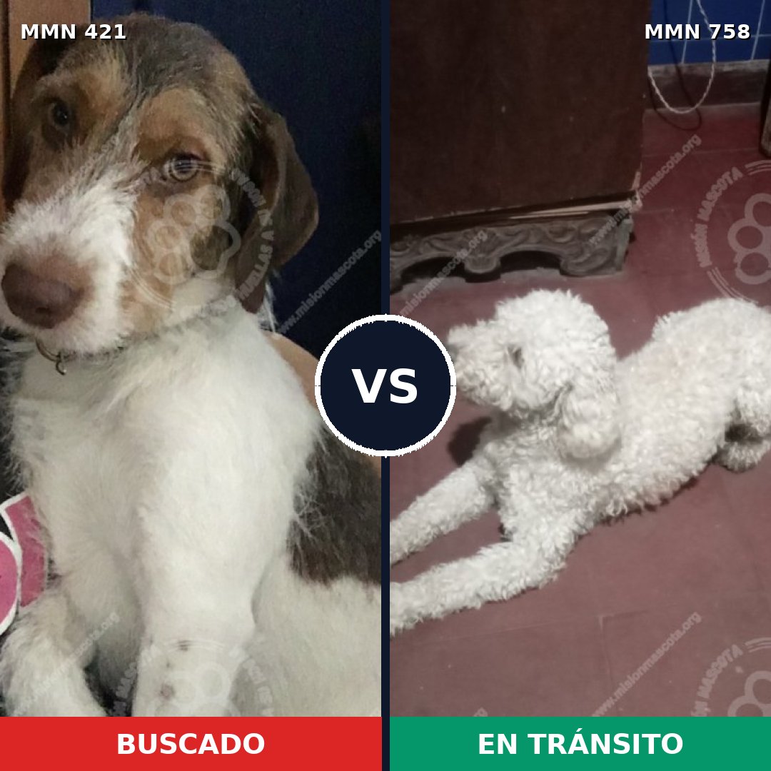 Comparativa MMS 12240: mascota perdida y mascota encontrada, 40% de similitud