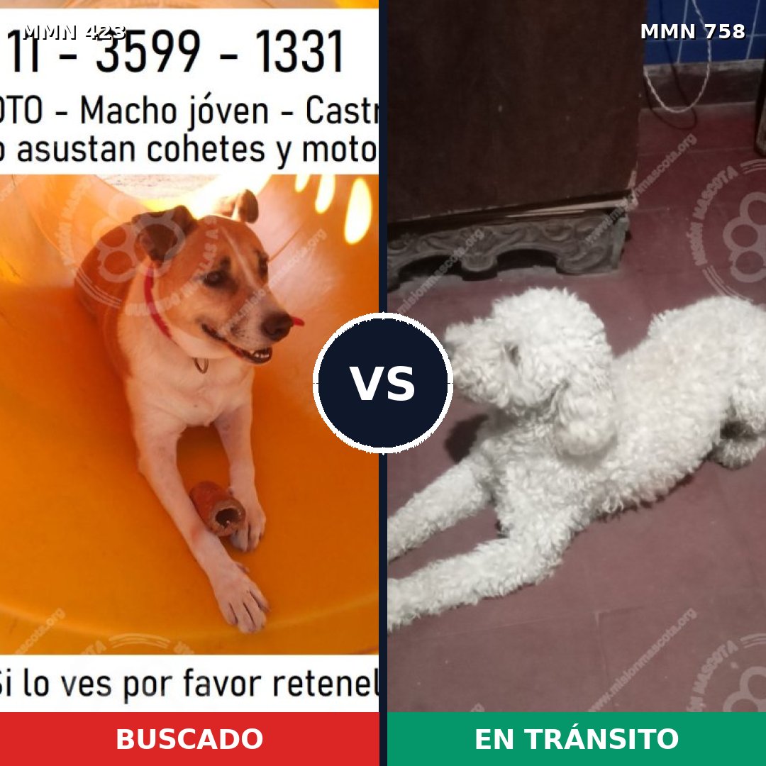 Comparativa MMS 12241: mascota perdida y mascota encontrada, 41% de similitud