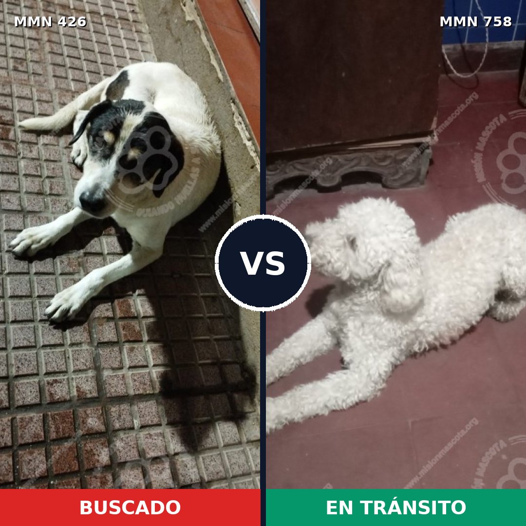Comparativa MMS 12242: mascota perdida y mascota encontrada, 30% de similitud