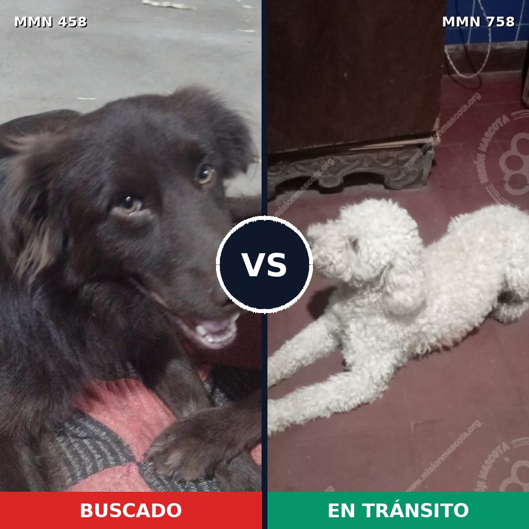 Comparativa MMS 12248: mascota perdida y mascota encontrada, 33% de similitud