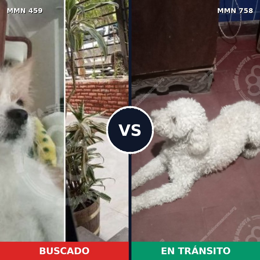 Comparativa MMS 12249: mascota perdida y mascota encontrada, 73% de similitud