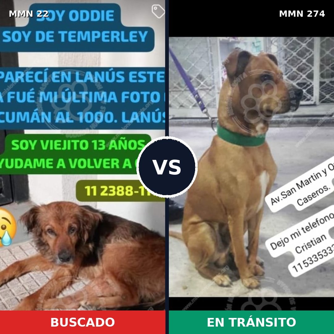 Comparativa MMS 1225: mascota perdida y mascota encontrada, 70% de similitud