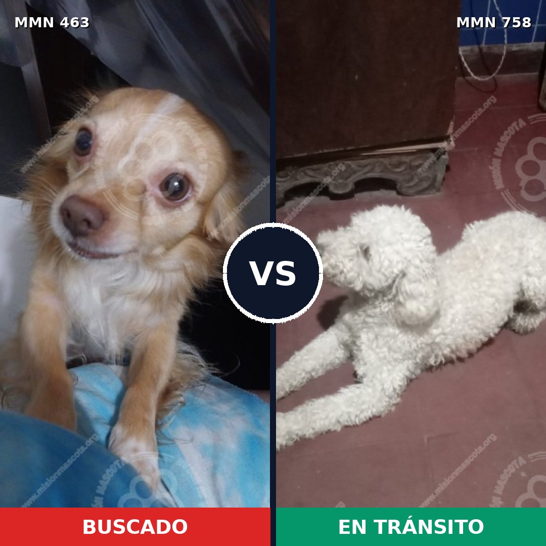 Comparativa MMS 12250: mascota perdida y mascota encontrada, 70% de similitud