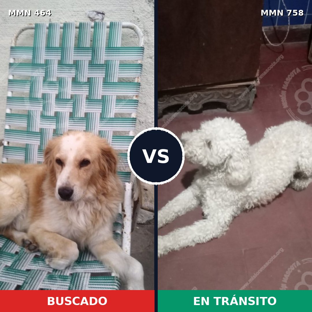 Comparativa MMS 12251: mascota perdida y mascota encontrada, 32% de similitud