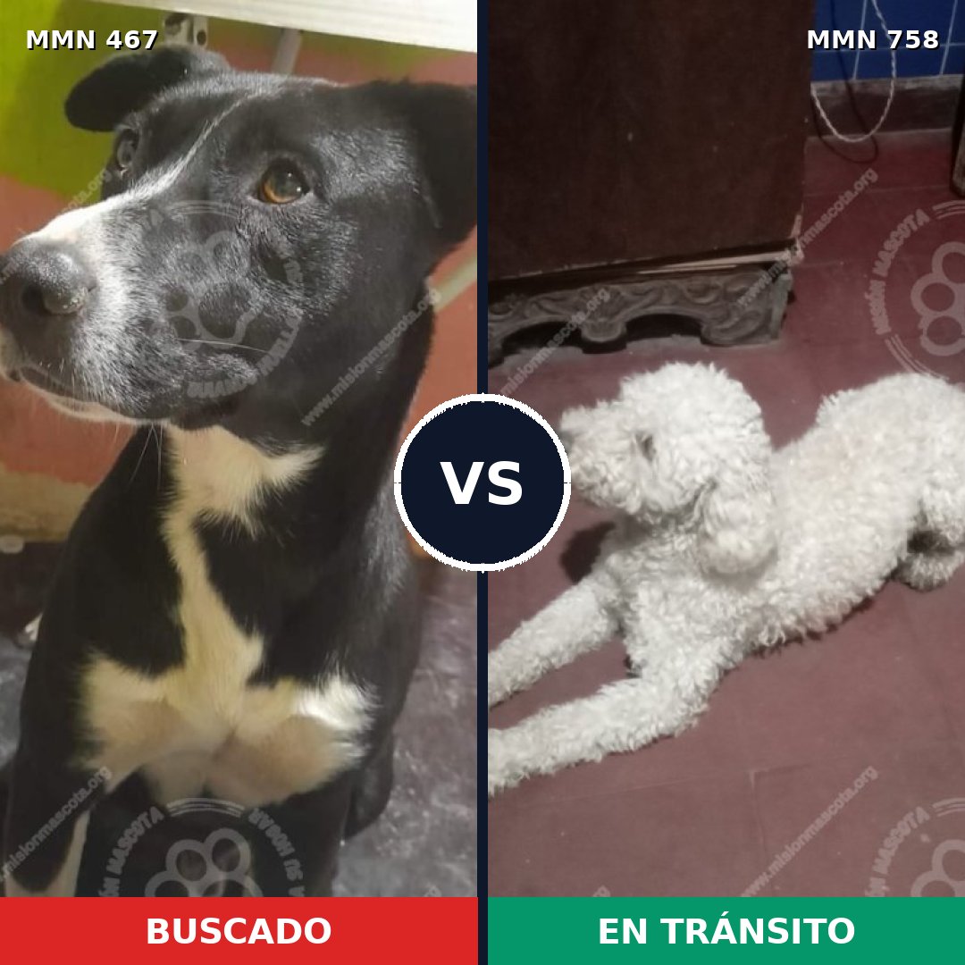 Comparativa MMS 12252: mascota perdida y mascota encontrada, 31% de similitud