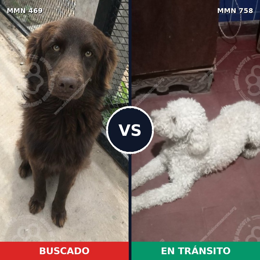 Comparativa MMS 12253: mascota perdida y mascota encontrada, 33% de similitud