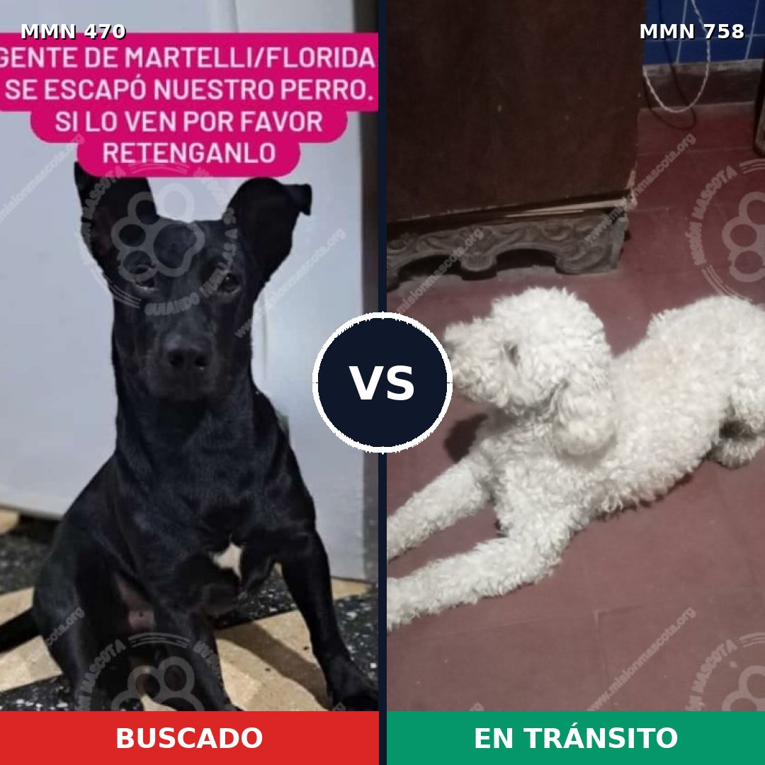 Comparativa MMS 12254: mascota perdida y mascota encontrada, 31% de similitud