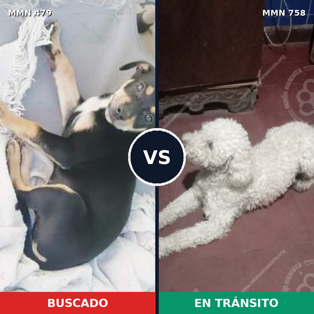 Comparativa MMS 12255: mascota perdida y mascota encontrada, 56% de similitud
