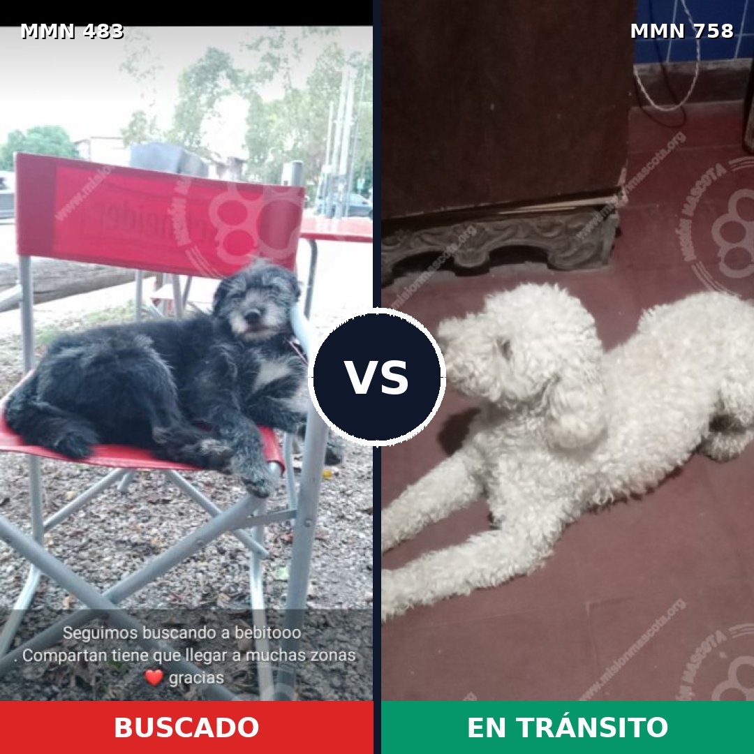 Comparativa MMS 12259: mascota perdida y mascota encontrada, 40% de similitud