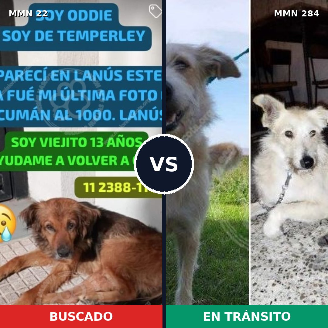 Comparativa MMS 1226: mascota perdida y mascota encontrada, 68% de similitud