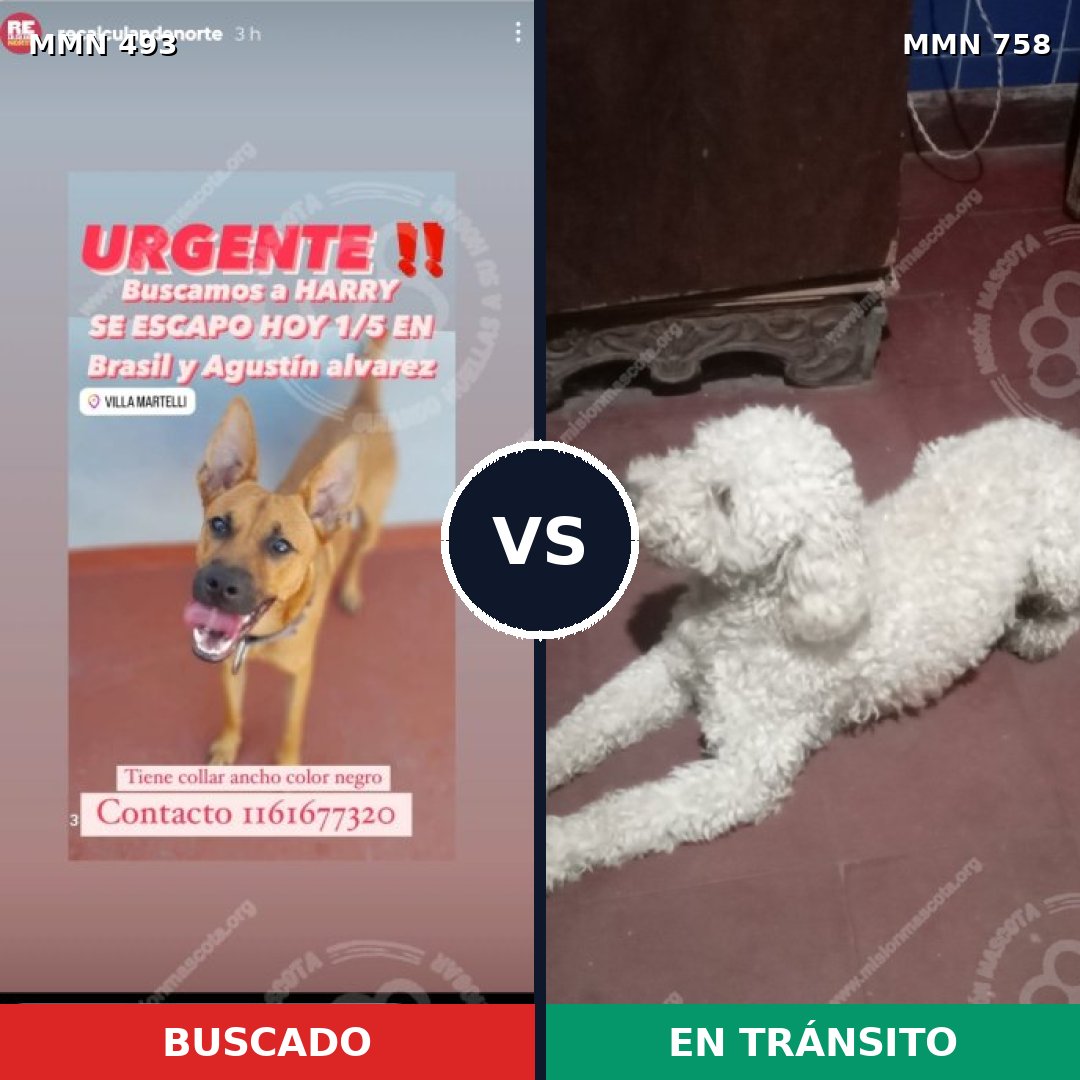 Comparativa MMS 12262: mascota perdida y mascota encontrada, 35% de similitud