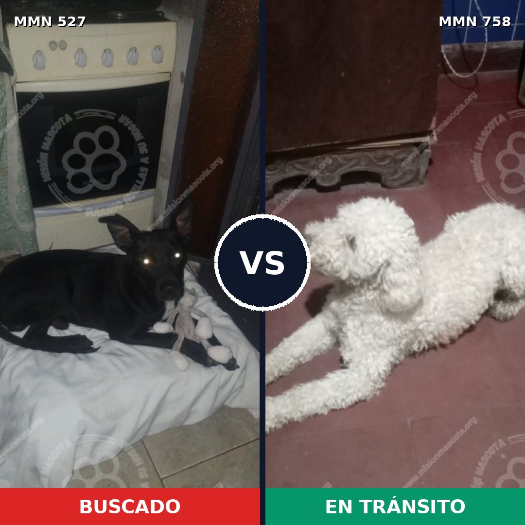 Comparativa MMS 12264: mascota perdida y mascota encontrada, 32% de similitud