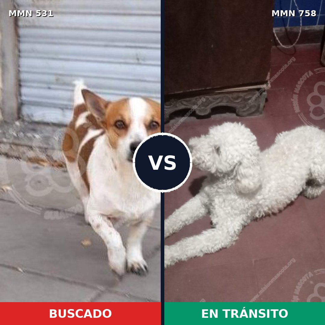 Comparativa MMS 12266: mascota perdida y mascota encontrada, 69% de similitud