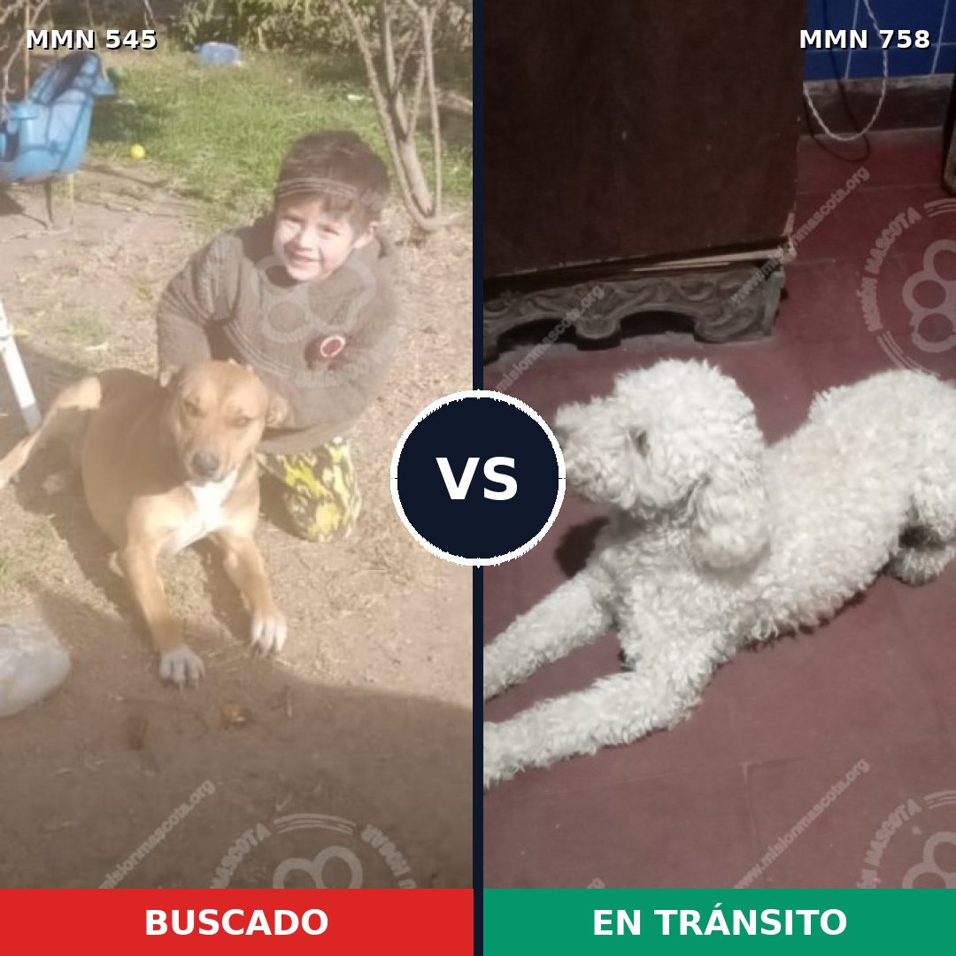 Comparativa MMS 12269: mascota perdida y mascota encontrada, 36% de similitud