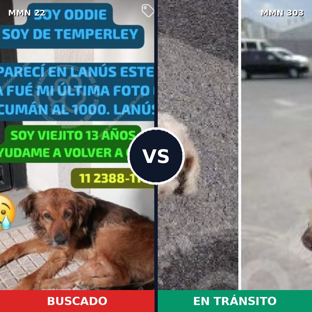 Comparativa MMS 1227: mascota perdida y mascota encontrada, 26% de similitud