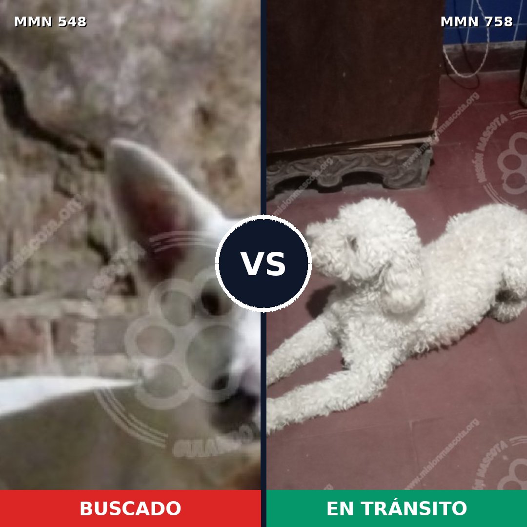 Comparativa MMS 12270: mascota perdida y mascota encontrada, 61% de similitud