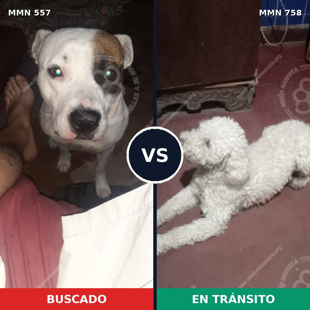 Comparativa MMS 12271: mascota perdida y mascota encontrada, 38% de similitud