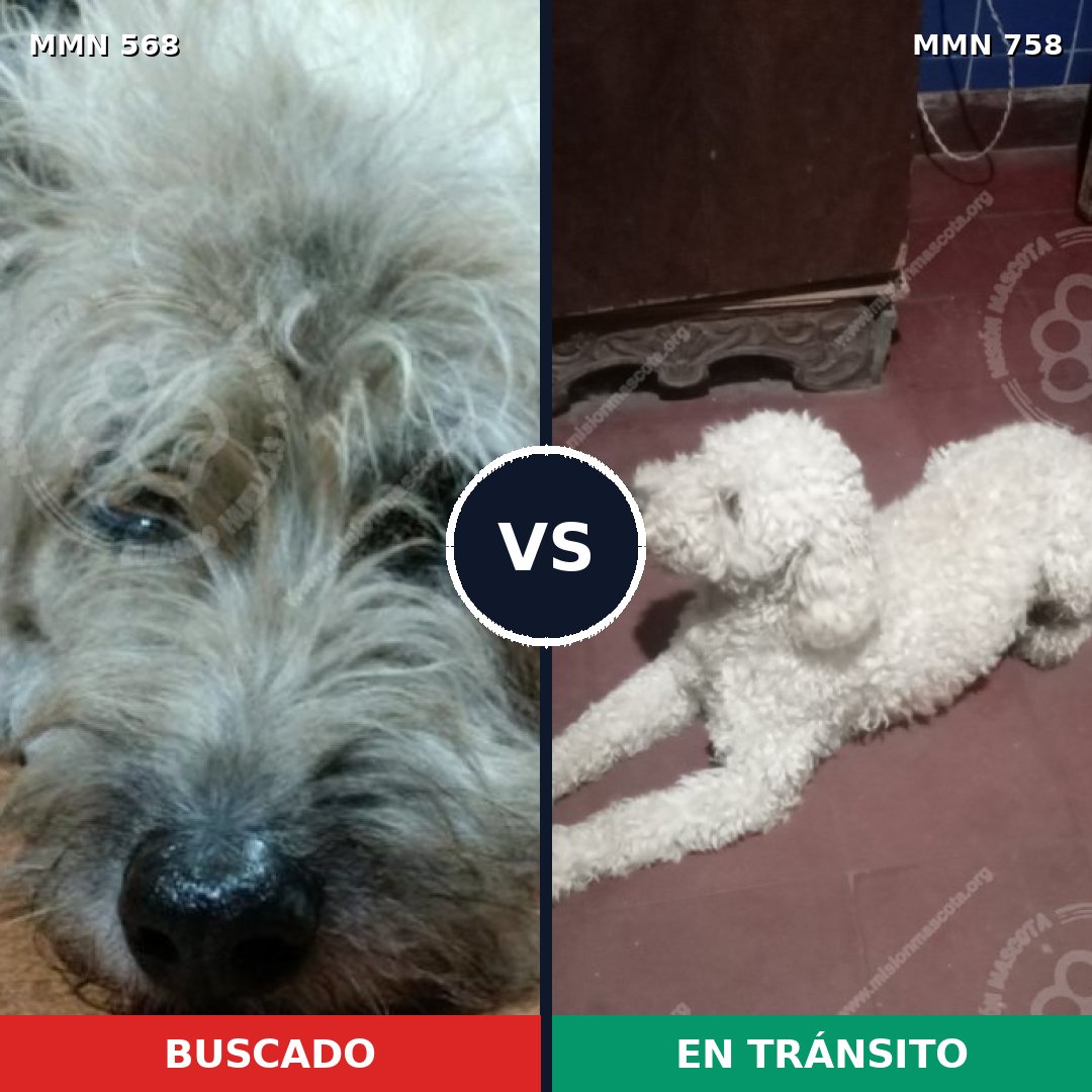Comparativa MMS 12273: mascota perdida y mascota encontrada, 38% de similitud
