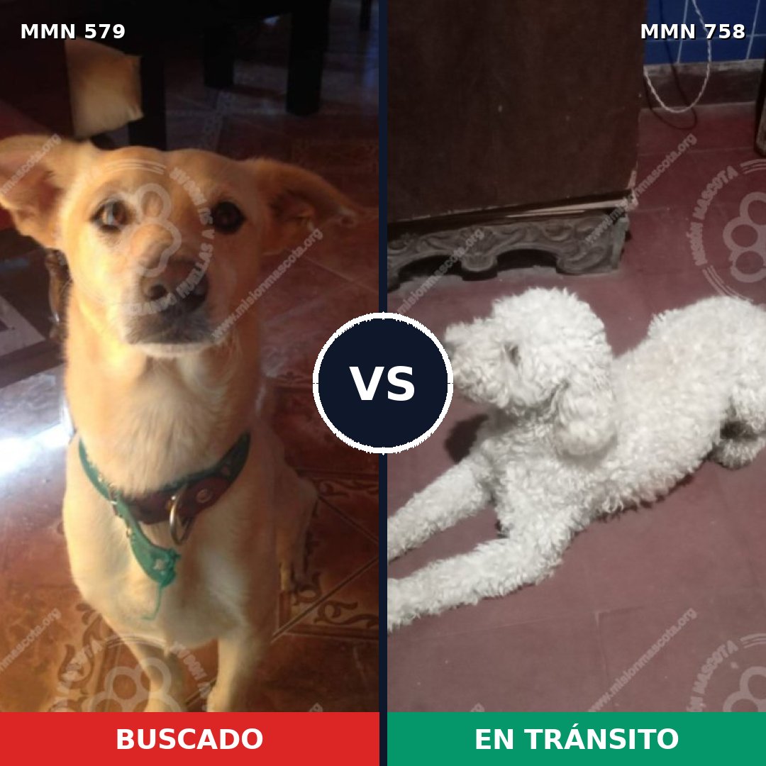Comparativa MMS 12276: mascota perdida y mascota encontrada, 16% de similitud