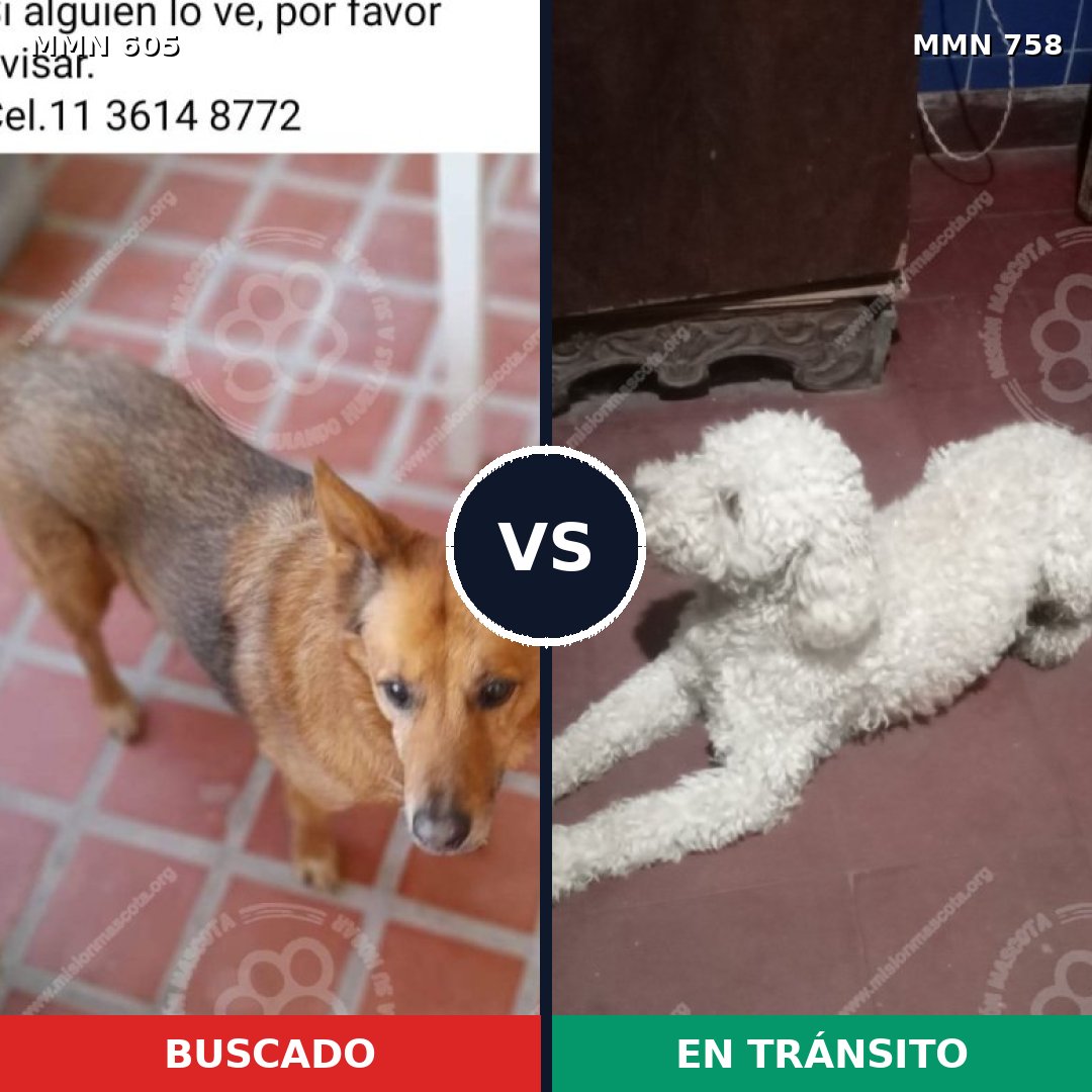 Comparativa MMS 12279: mascota perdida y mascota encontrada, 30% de similitud