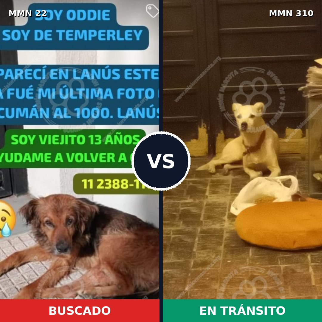 Comparativa MMS 1228: mascota perdida y mascota encontrada, 67% de similitud