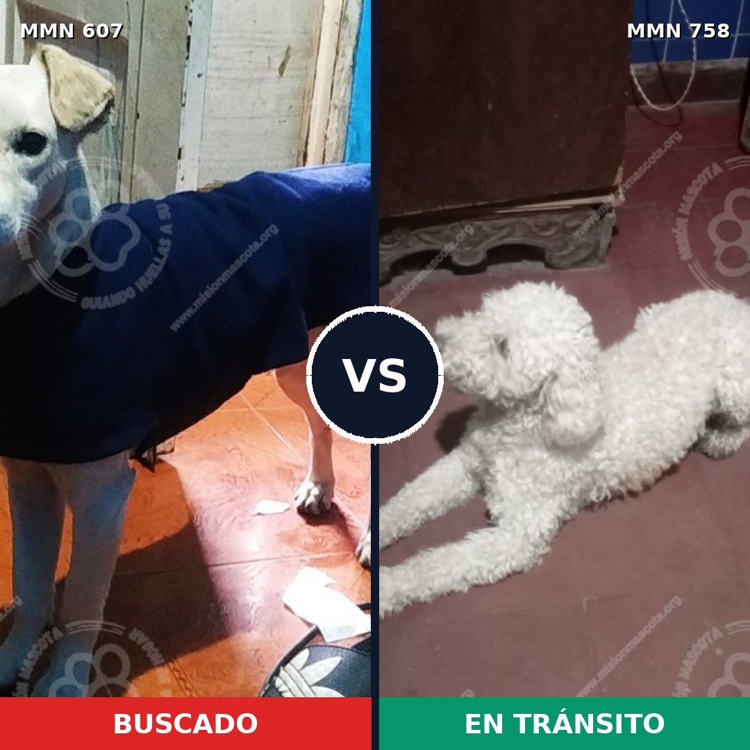 Comparativa MMS 12280: mascota perdida y mascota encontrada, 47% de similitud