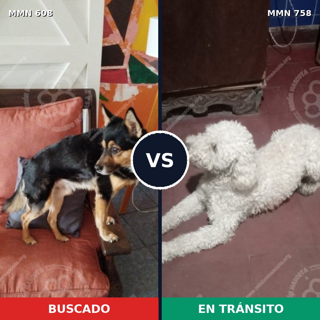 Comparativa MMS 12281: mascota perdida y mascota encontrada, 42% de similitud