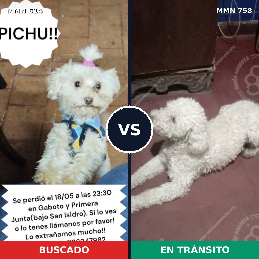 Comparativa MMS 12283: mascota perdida y mascota encontrada, 63% de similitud
