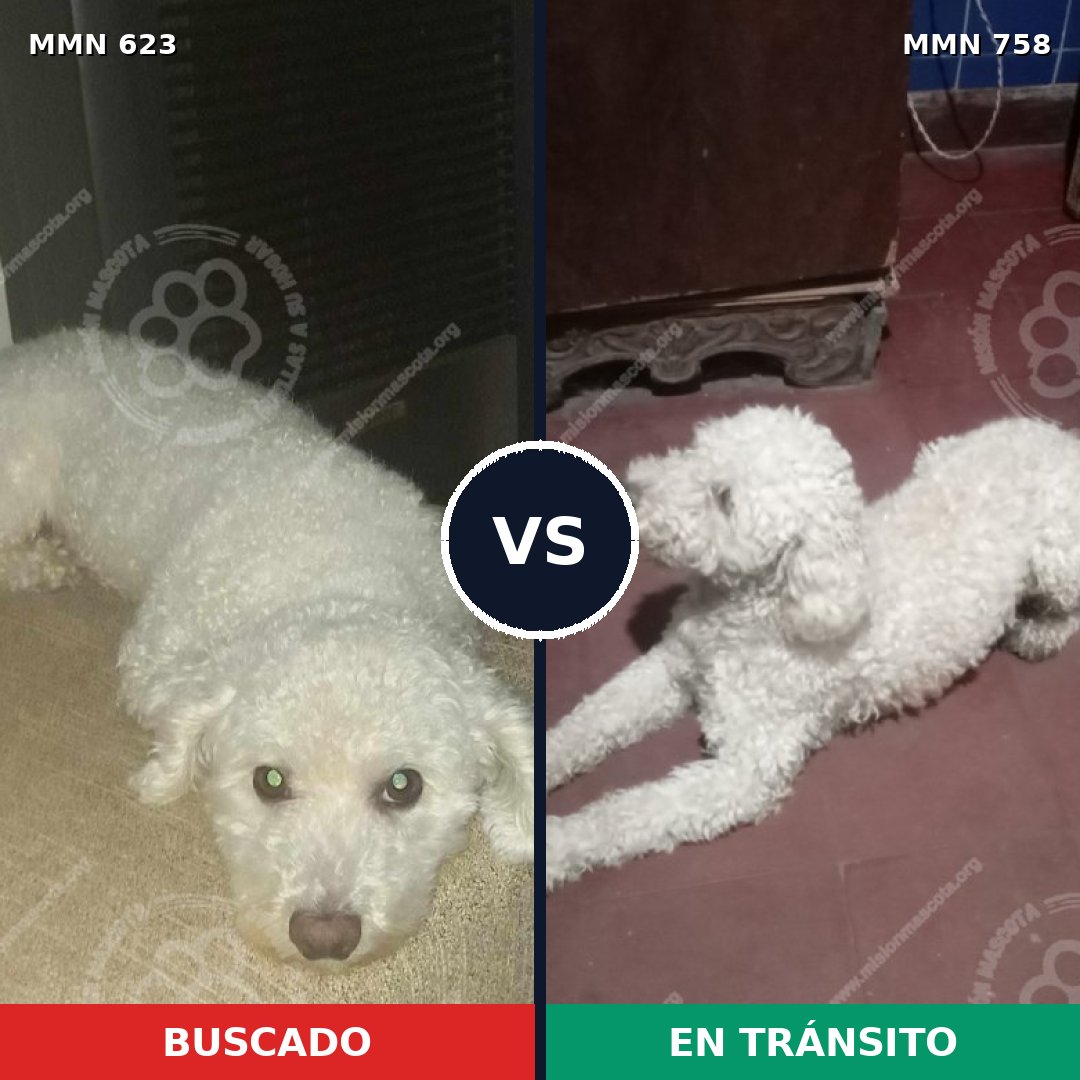 Comparativa MMS 12284: mascota perdida y mascota encontrada, 73% de similitud