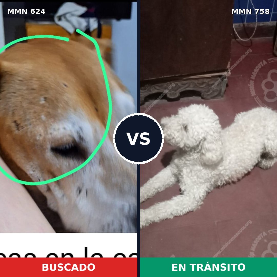Comparativa MMS 12285: mascota perdida y mascota encontrada, 32% de similitud