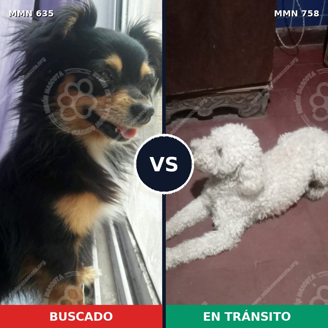 Comparativa MMS 12286: mascota perdida y mascota encontrada, 42% de similitud