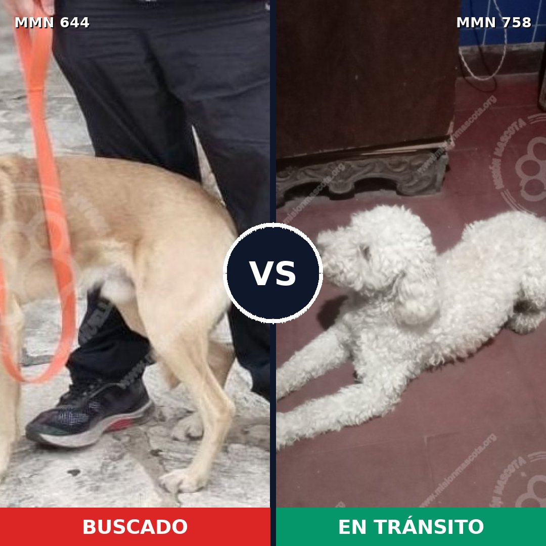 Comparativa MMS 12287: mascota perdida y mascota encontrada, 35% de similitud