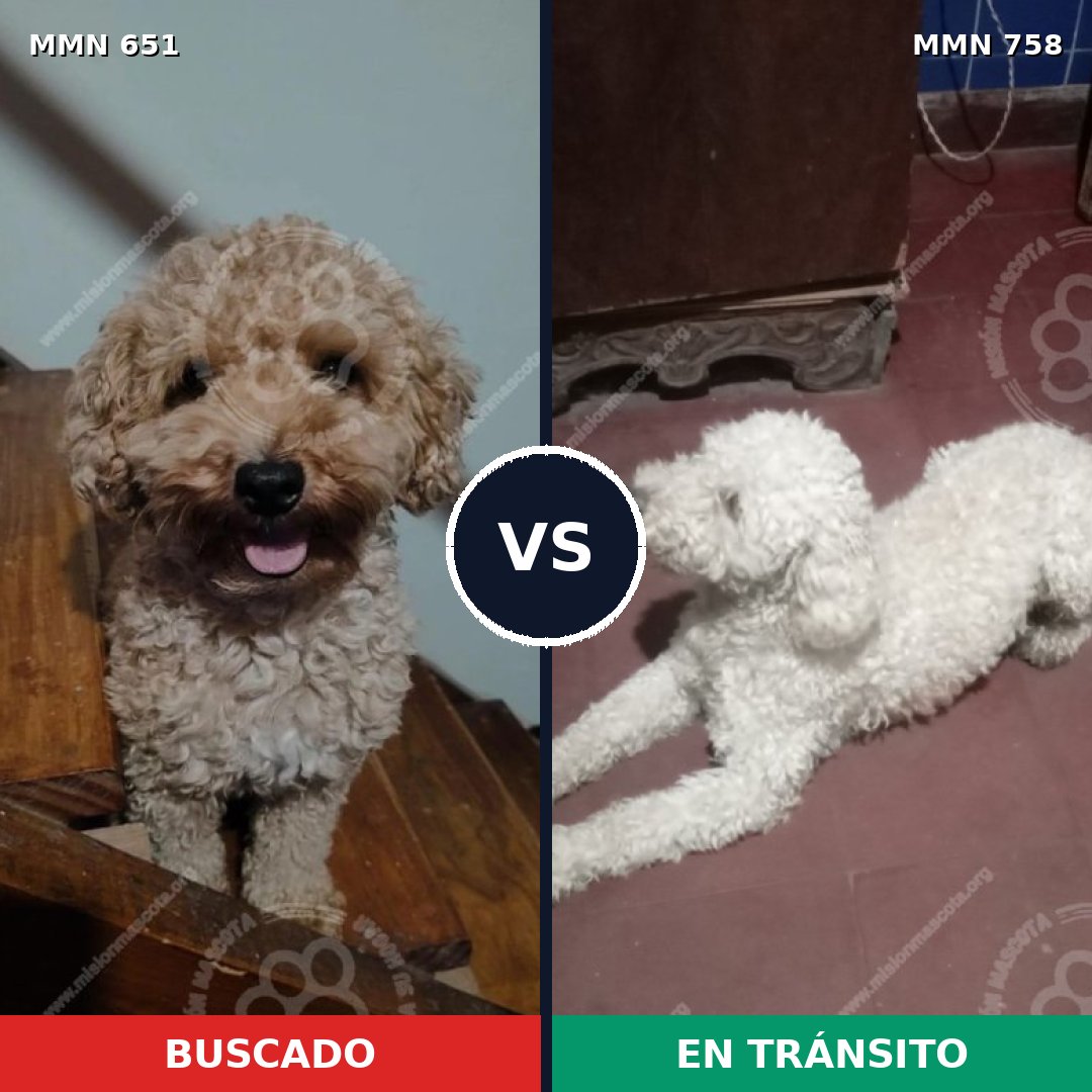 Comparativa MMS 12288: mascota perdida y mascota encontrada, 40% de similitud