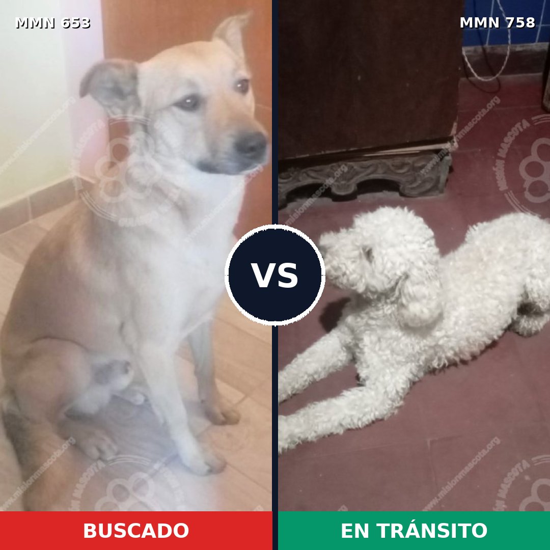 Comparativa MMS 12289: mascota perdida y mascota encontrada, 38% de similitud