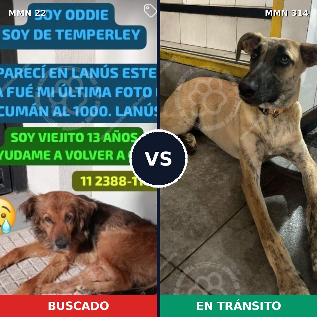 Comparativa MMS 1229: mascota perdida y mascota encontrada, 58% de similitud