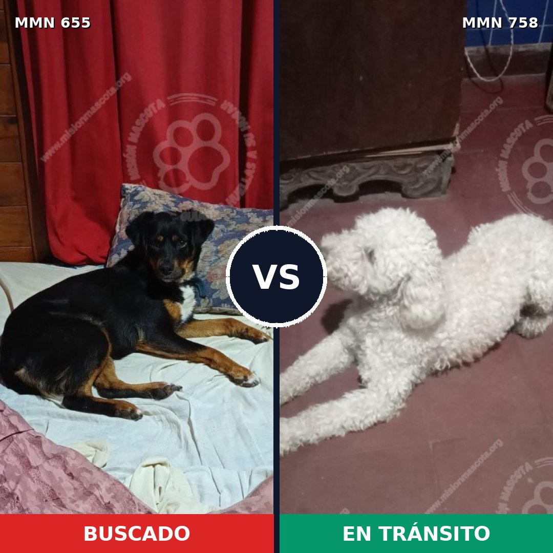 Comparativa MMS 12290: mascota perdida y mascota encontrada, 37% de similitud