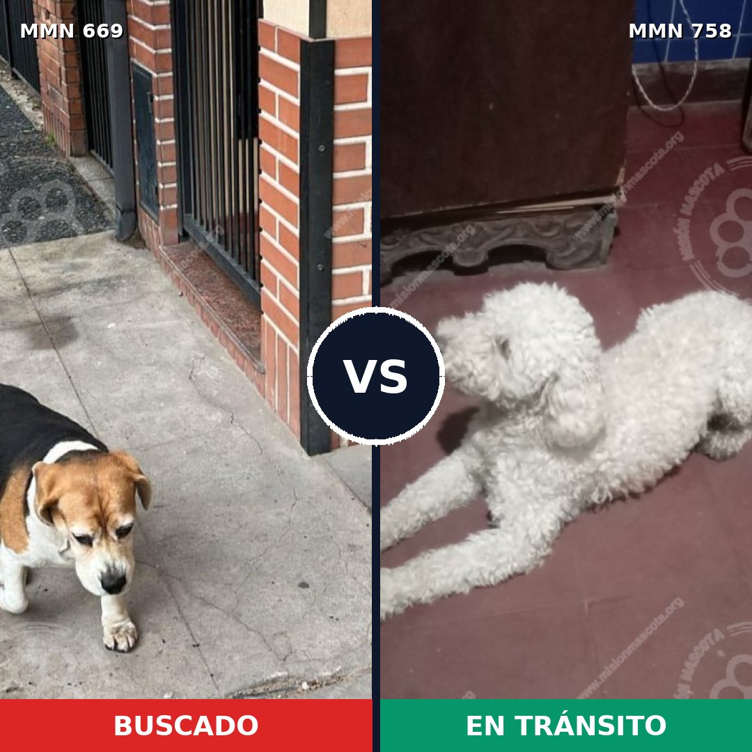 Comparativa MMS 12291: mascota perdida y mascota encontrada, 30% de similitud