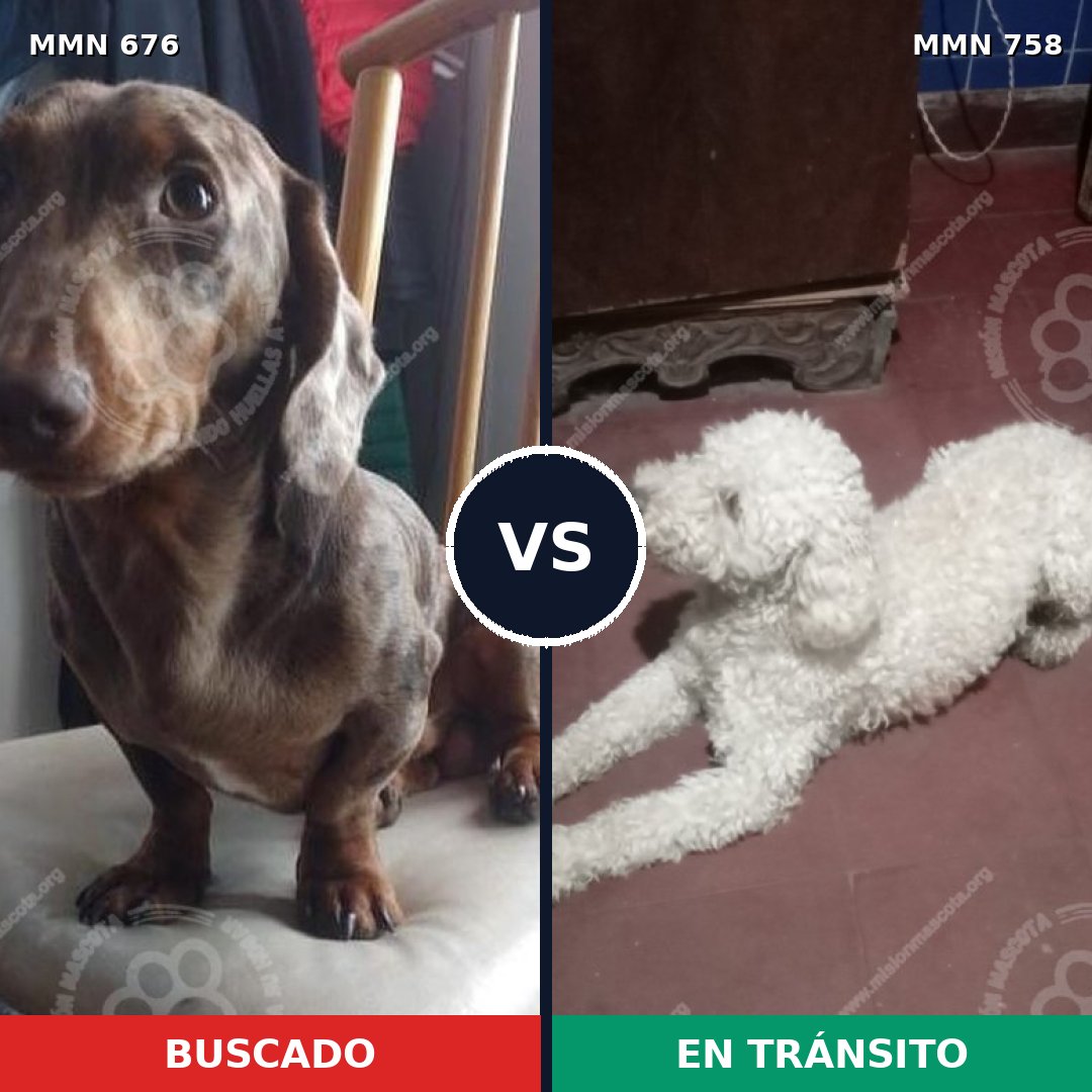 Comparativa MMS 12294: mascota perdida y mascota encontrada, 25% de similitud