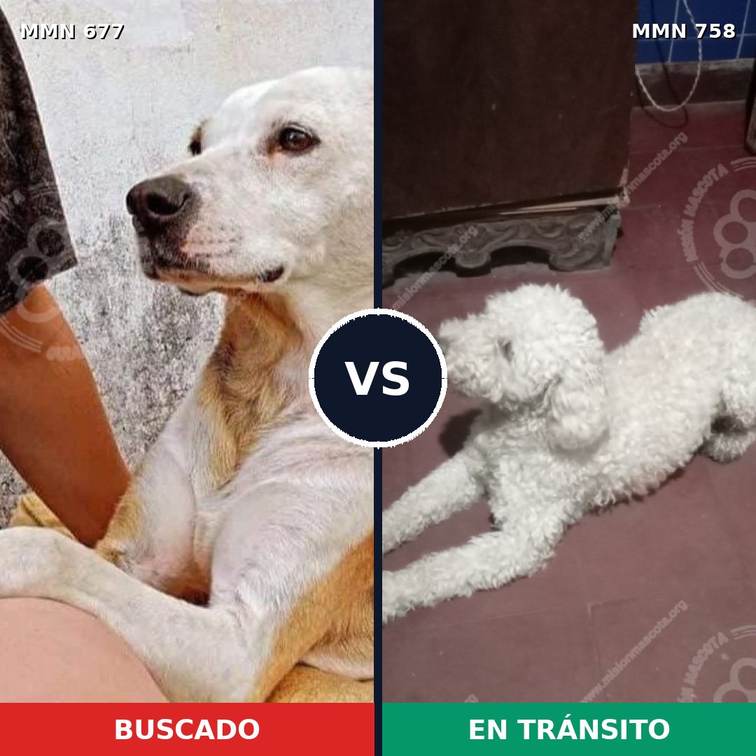 Comparativa MMS 12295: mascota perdida y mascota encontrada, 44% de similitud