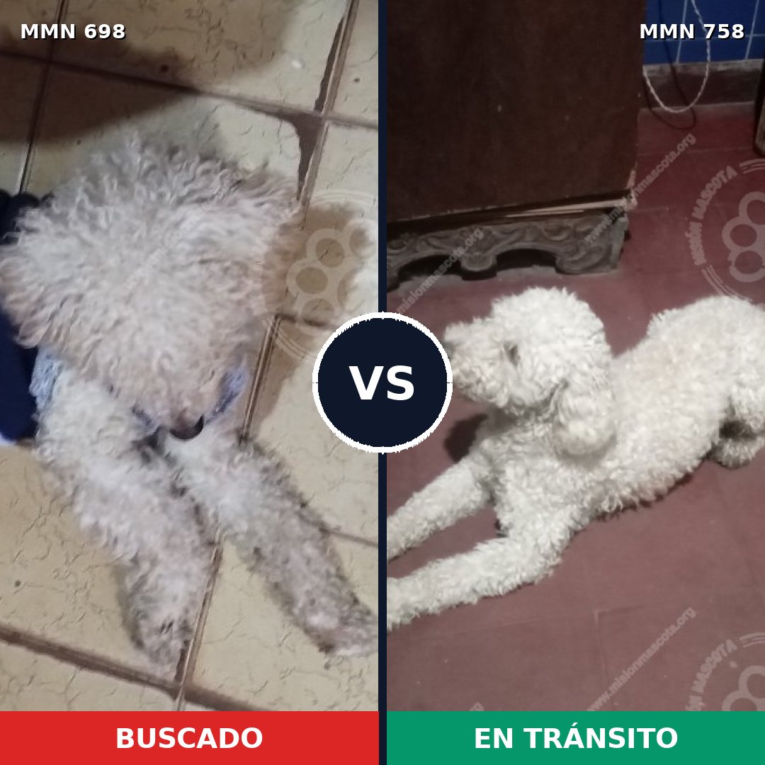 Comparativa MMS 12298: mascota perdida y mascota encontrada, 81% de similitud