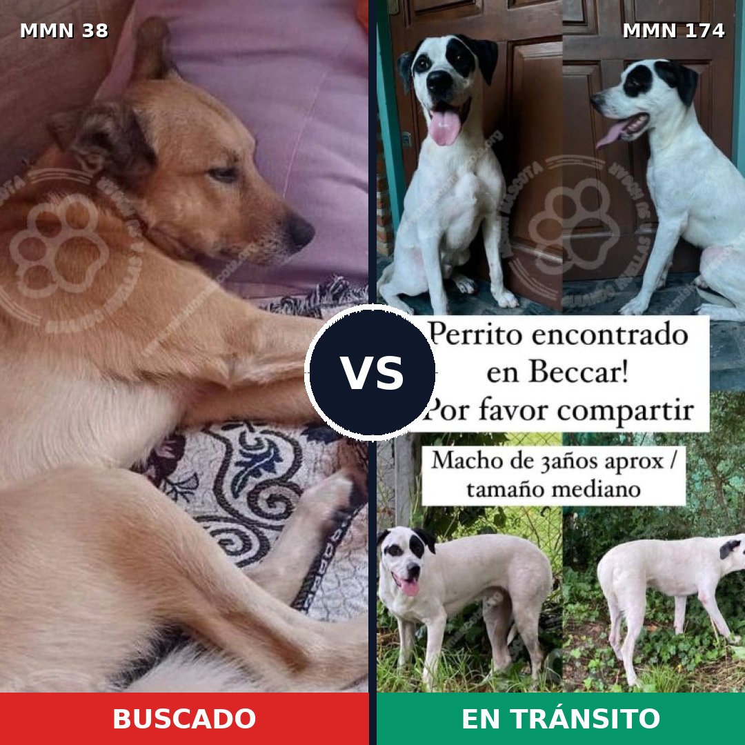 Comparativa MMS 123: mascota perdida y mascota encontrada, 67% de similitud
