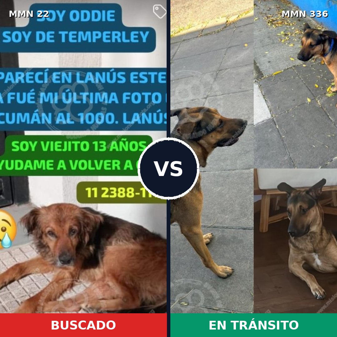 Comparativa MMS 1230: mascota perdida y mascota encontrada, 70% de similitud