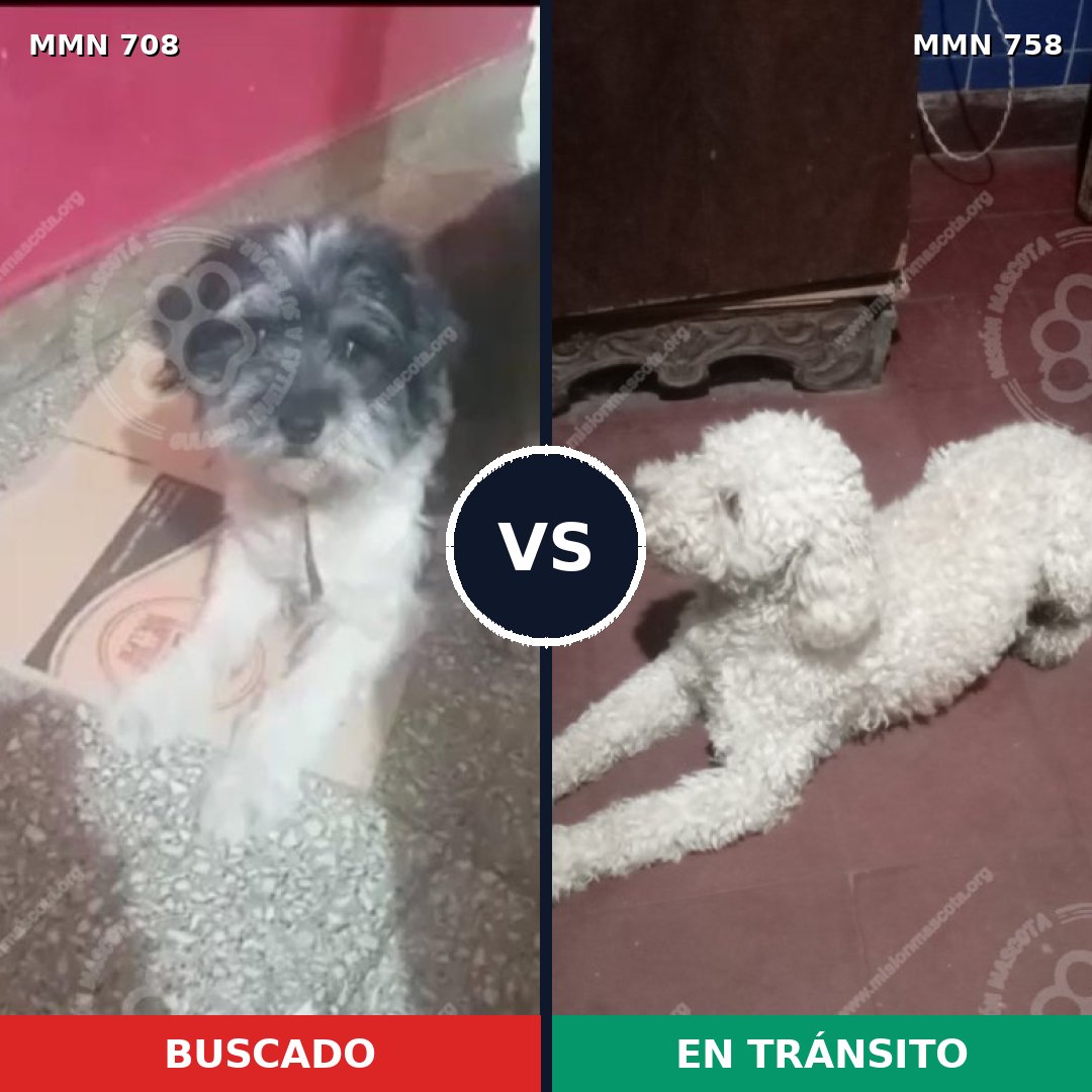 Comparativa MMS 12301: mascota perdida y mascota encontrada, 72% de similitud