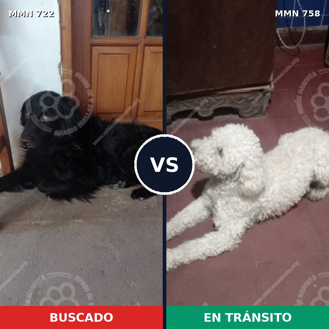 Comparativa MMS 12303: mascota perdida y mascota encontrada, 35% de similitud