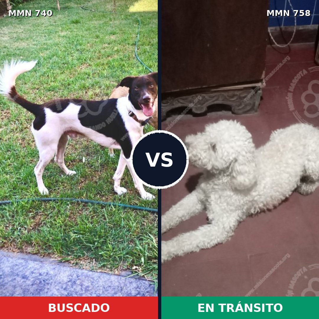 Comparativa MMS 12305: mascota perdida y mascota encontrada, 45% de similitud