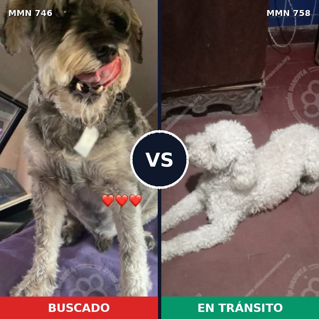 Comparativa MMS 12308: mascota perdida y mascota encontrada, 21% de similitud