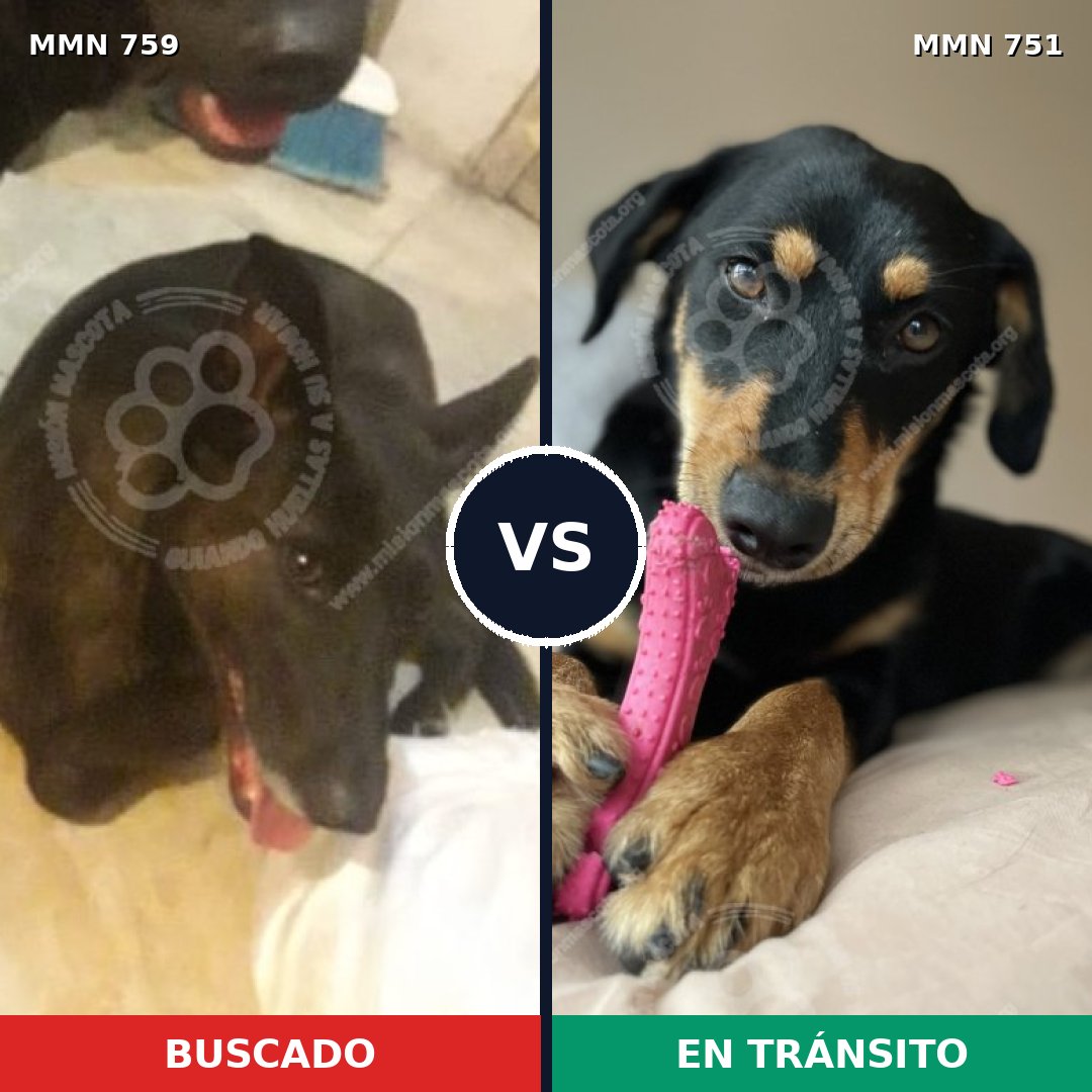 Comparativa MMS 12309: mascota perdida y mascota encontrada, 77% de similitud