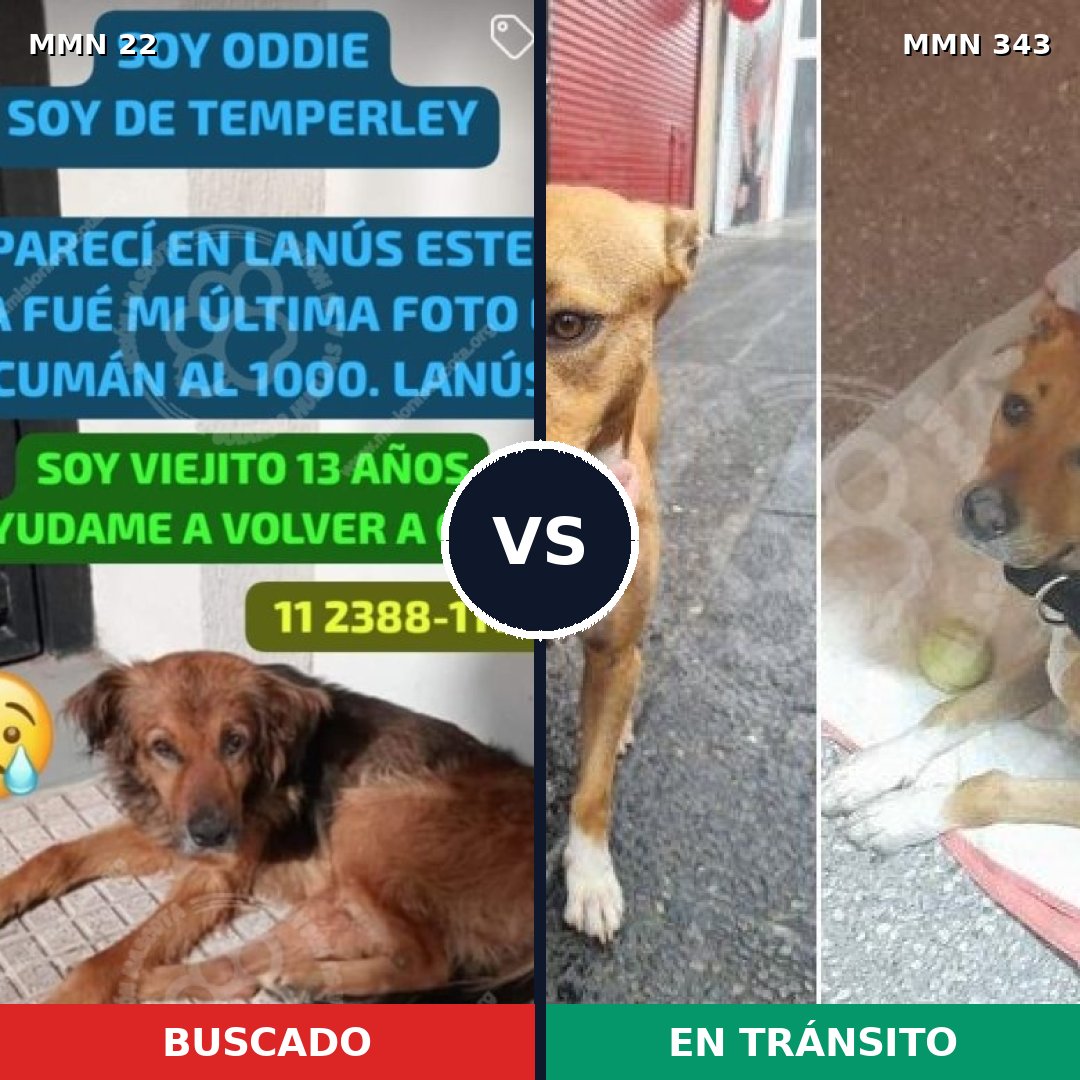 Comparativa MMS 1231: mascota perdida y mascota encontrada, 66% de similitud