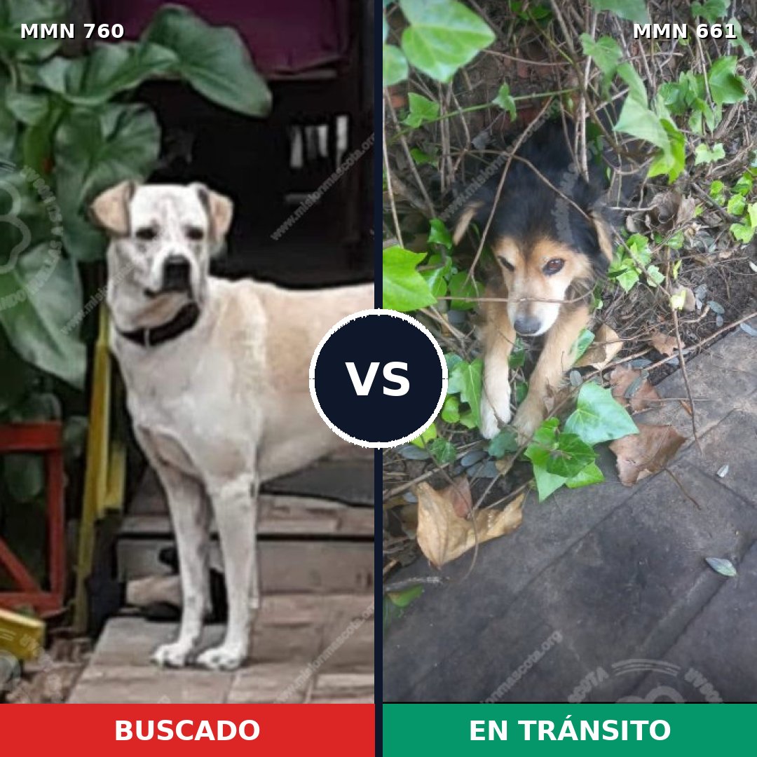 Comparativa MMS 12310: mascota perdida y mascota encontrada, 14% de similitud