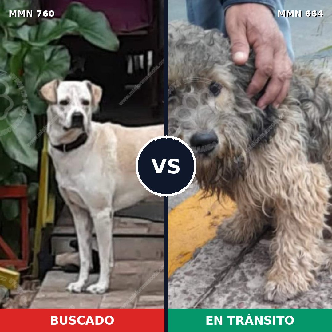 Comparativa MMS 12311: mascota perdida y mascota encontrada, 69% de similitud